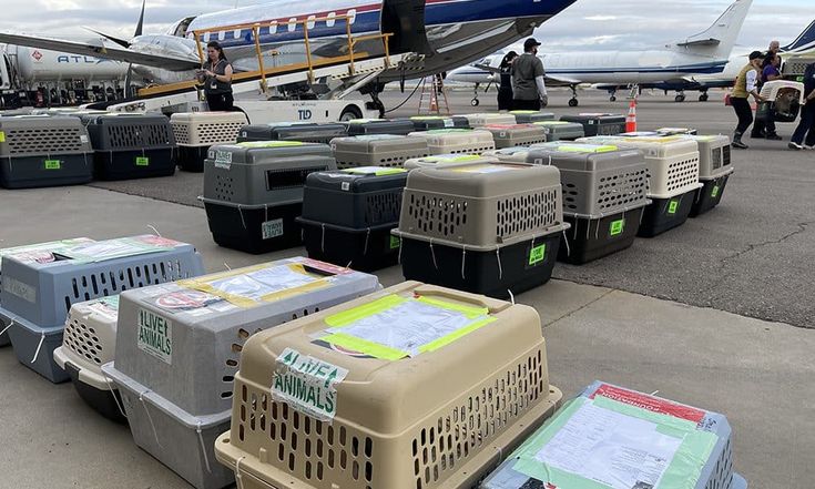 Pet Relocation Service