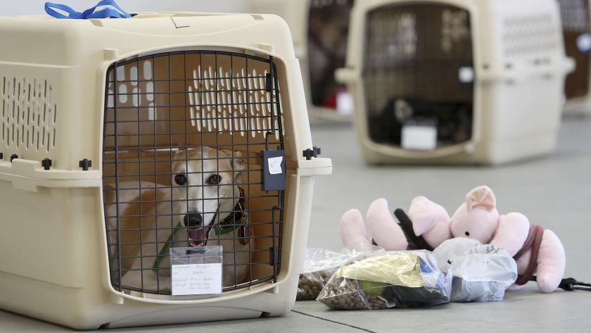 Pet Relocation